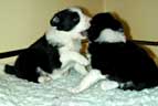 Border Collie Puppies, preparing for a puppy