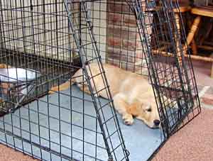 Border Collie and Golden Retriever Advice buying a dog crate