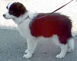border collie Deborah as a young puppy