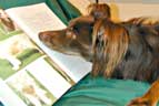 dog books to buy on line including training, behaviour, puppy care, grooming, special interest