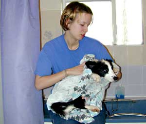 Border Collie puppy being dried by Marie