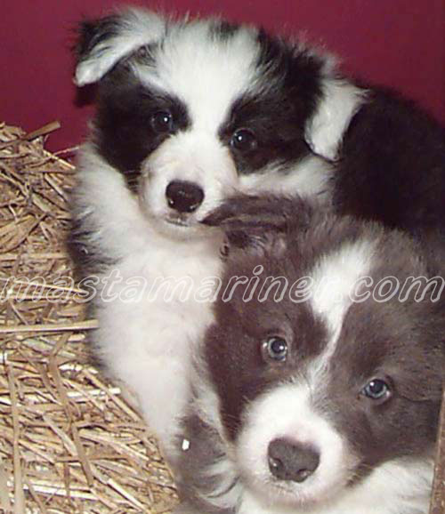 border collie puppies. Border Collie Puppy Cards
