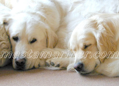 golden retriever puppies sleeping. GOLDEN RETRIEVER POSTCARDS,