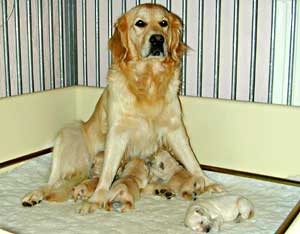 Isis sitting to feed pups