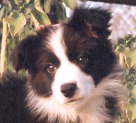 Border Collie Puppy Pictures