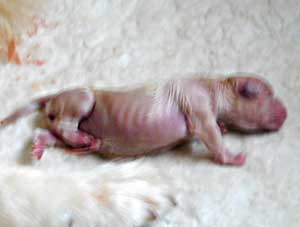 golden retriever puppy - newborn