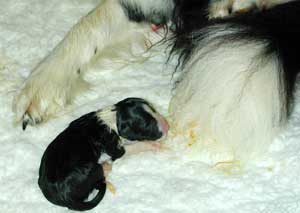 border collie puppy newborn