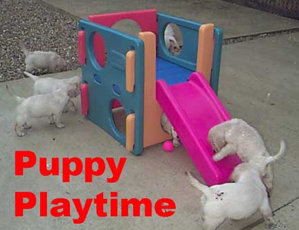 pictures of puppies playing. Retriever Puppies at play