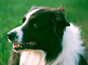 What is a border collie