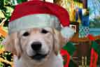 Golden Retriever Puppy, how puppies , a puppy for Xmas